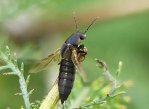 Ocypus aethiops